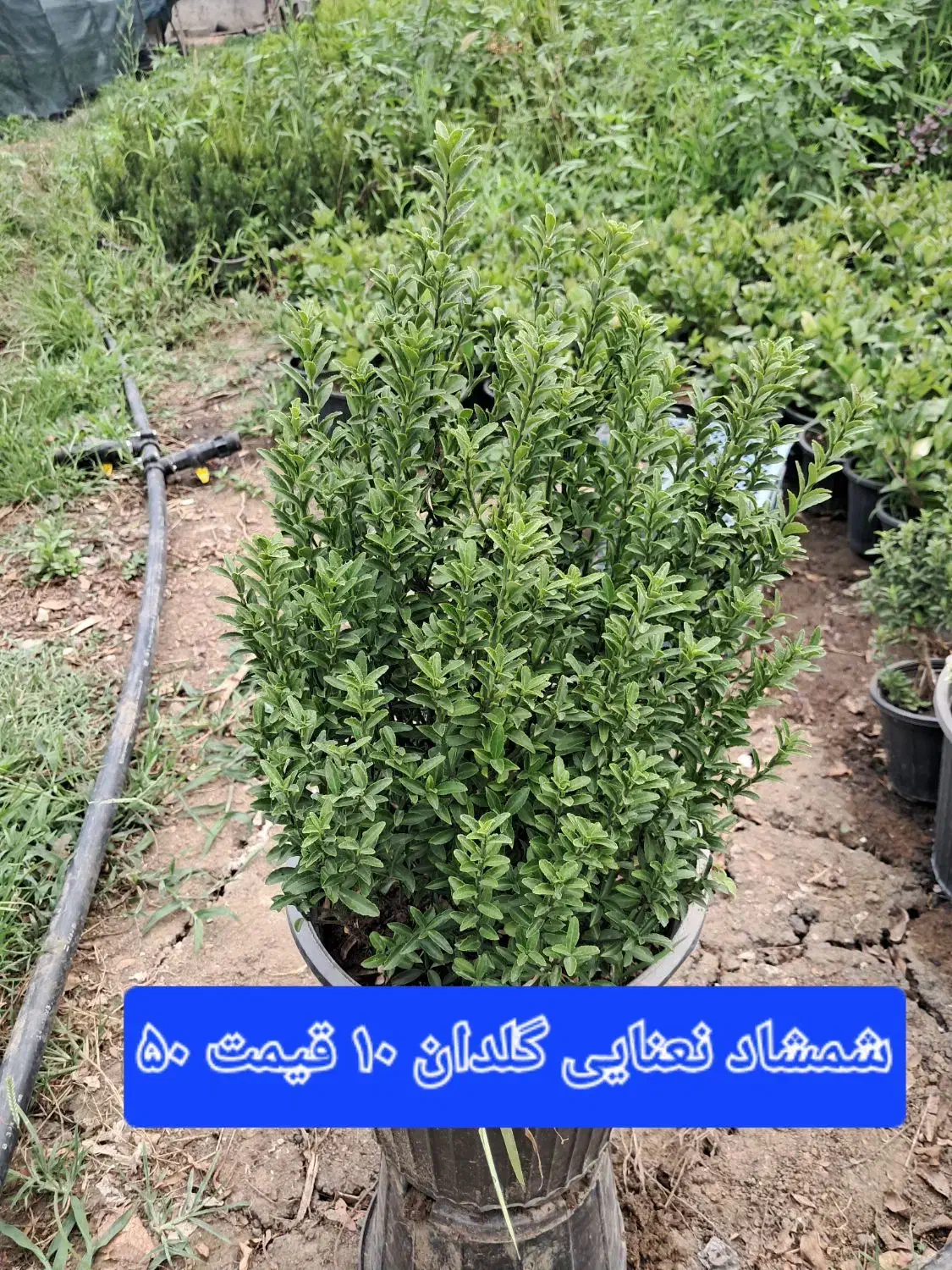 فضای سبز باغبانی|خدمات باغبانی و درختکاری|رحیم‌آباد, |دیوار