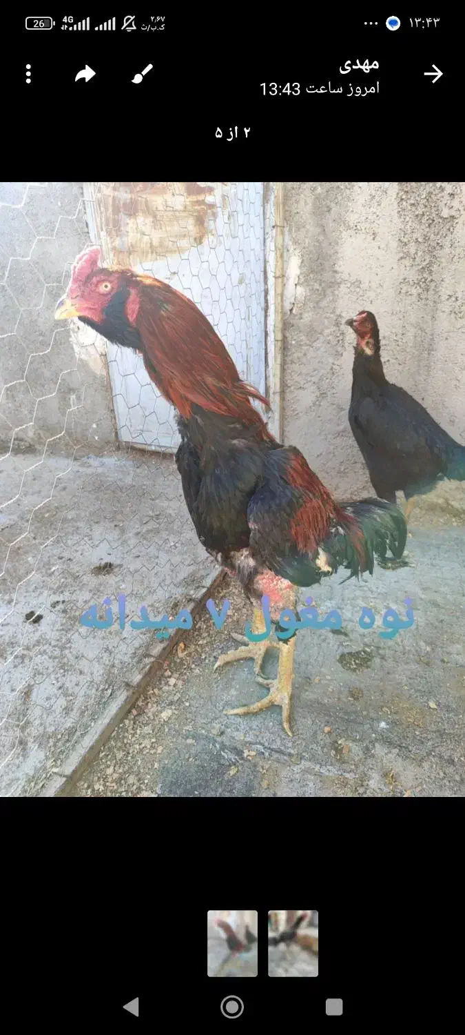 تخم لاری فروشی|حیوانات مزرعه|تهران, بوستان چیتگر|دیوار