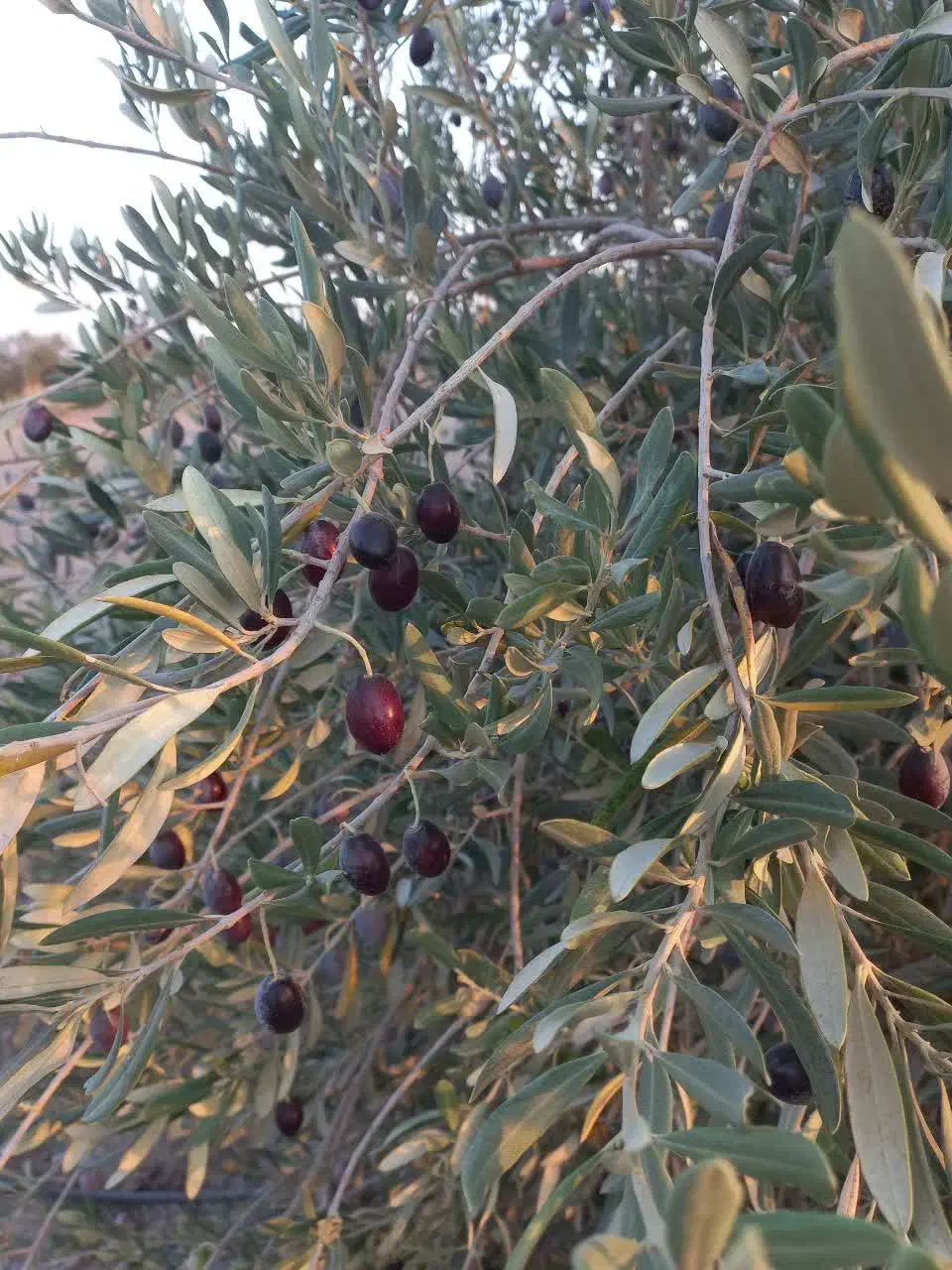 زیتون تازه|خوردنی و آشامیدنی|قم, هنرستان|دیوار