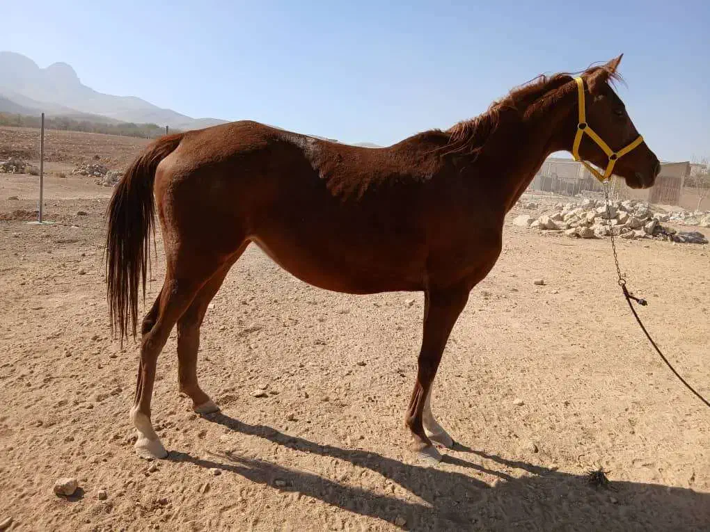 فروش مادیون کرنک|اسب و تجهیزات اسب‌سواری|بروجن, |دیوار