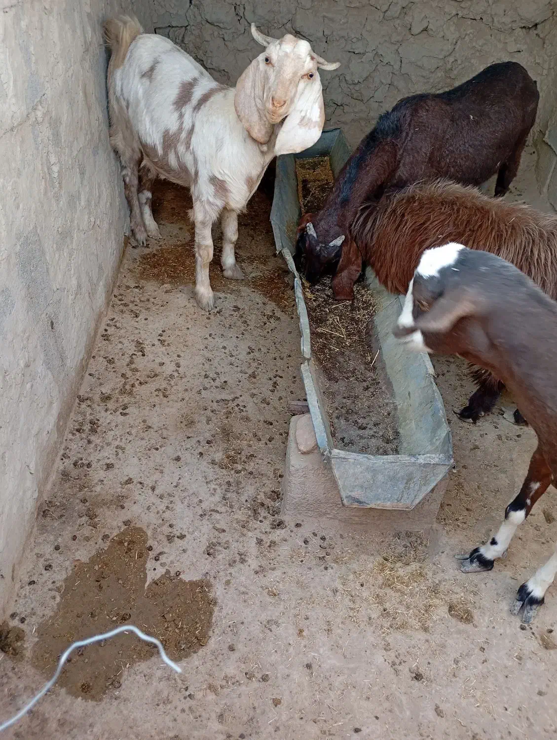 بز مری|حیوانات مزرعه|قرقری, |دیوار