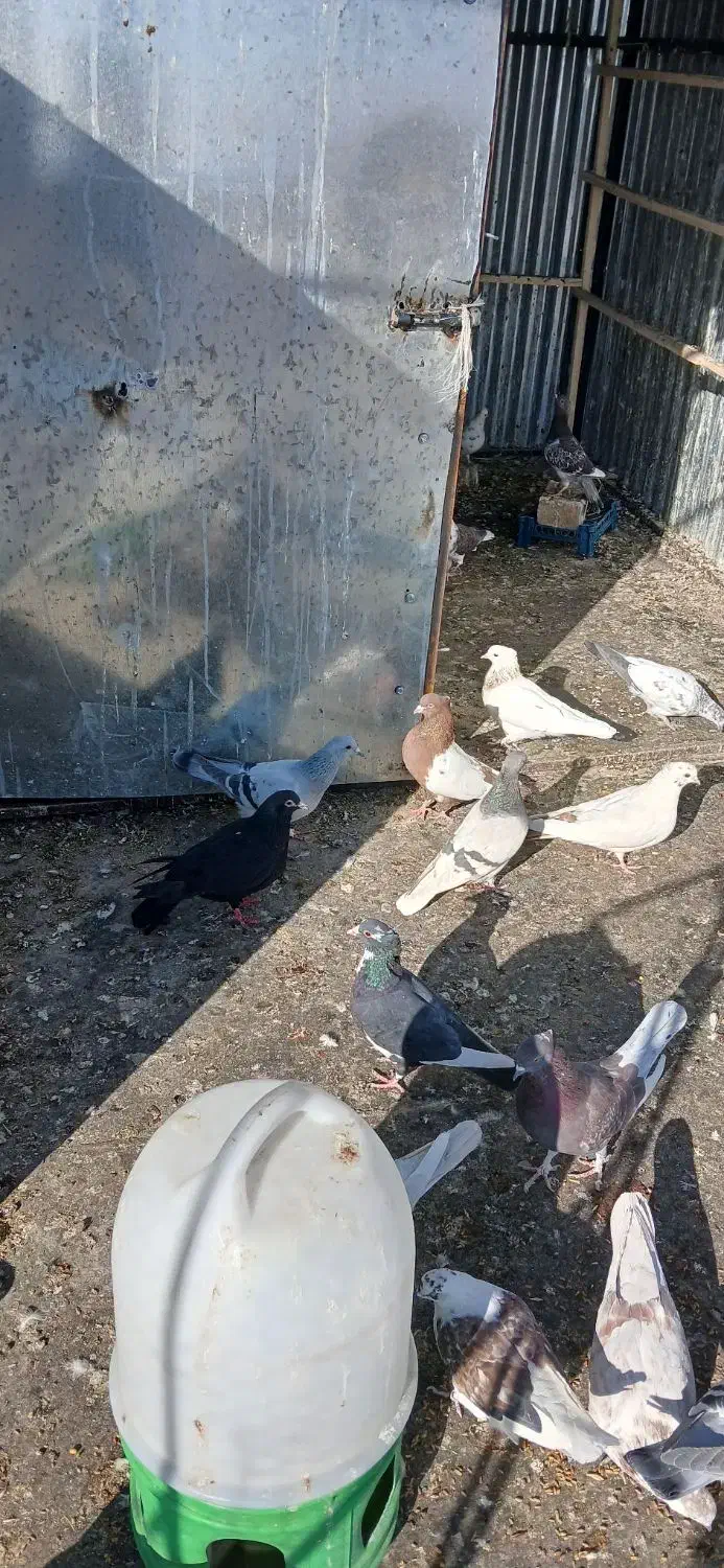 ملقی وگوک|پرنده|بافت, |دیوار