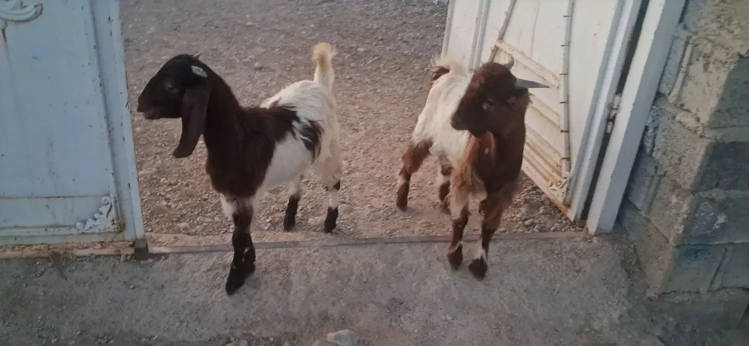 کهره نر و ماده|حیوانات مزرعه|جنت, |دیوار