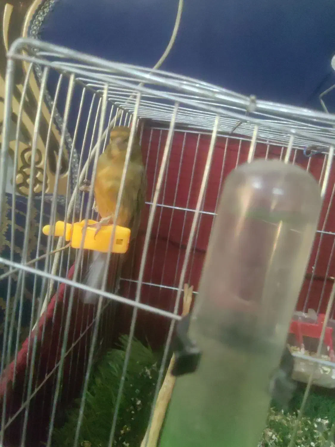 قناری نر|پرنده|کرمان, |دیوار