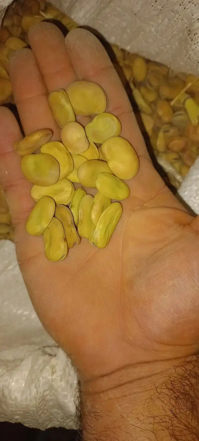 باقلا|خوردنی و آشامیدنی|نورآباد ممسنی, |دیوار