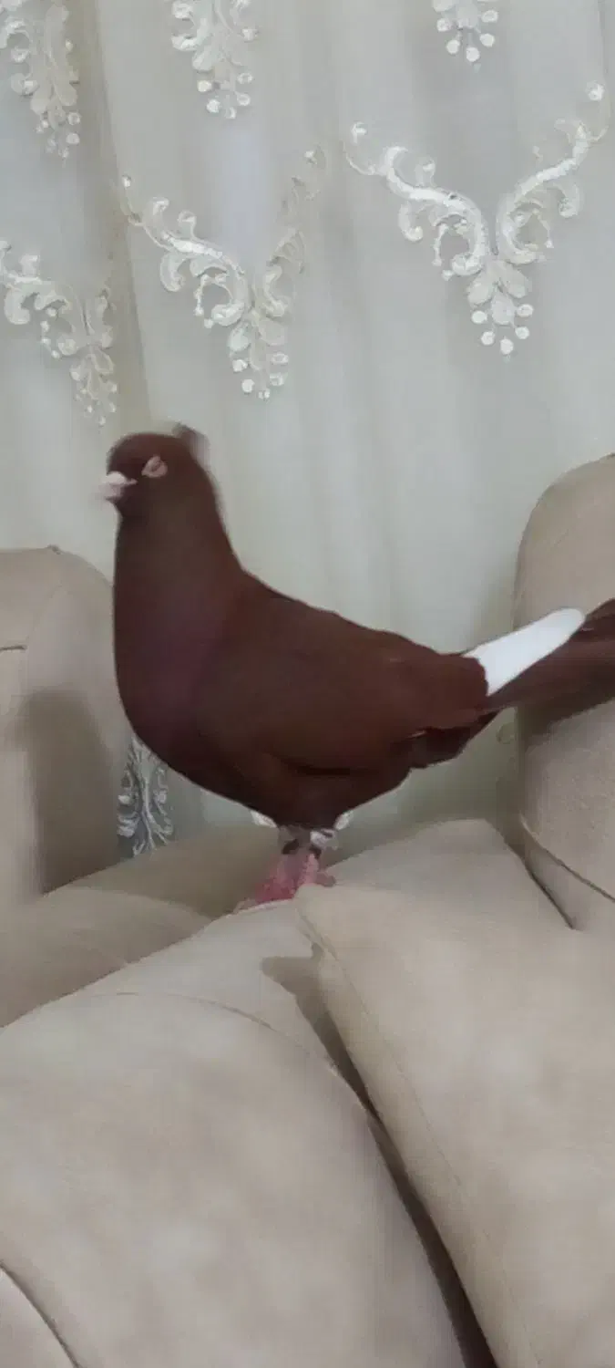 سرخ گارا کبوتر|حیوانات|الوند, |دیوار