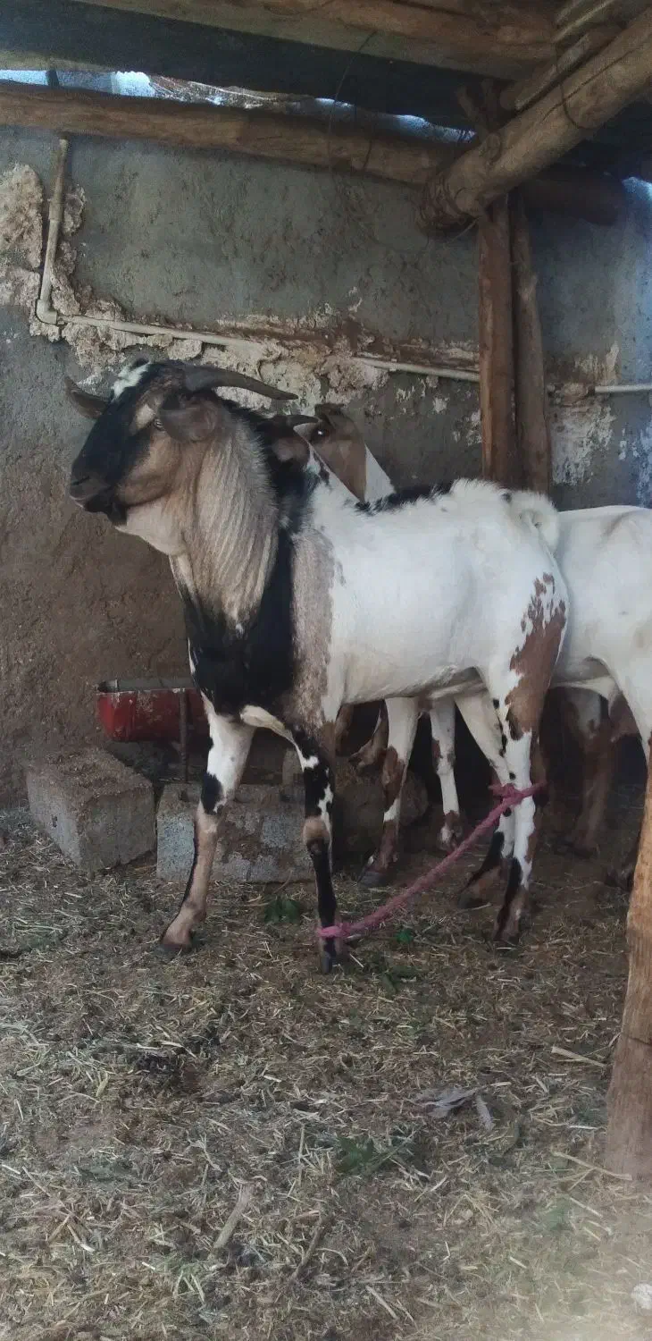 فروش نری سومال|حیوانات مزرعه|رویدر, |دیوار