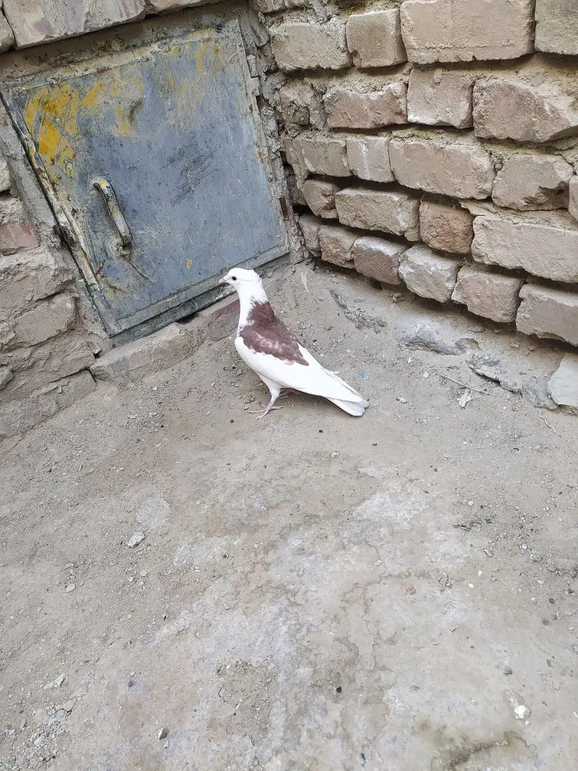 کبوتر پشت طوق|پرنده|سراوان, |دیوار