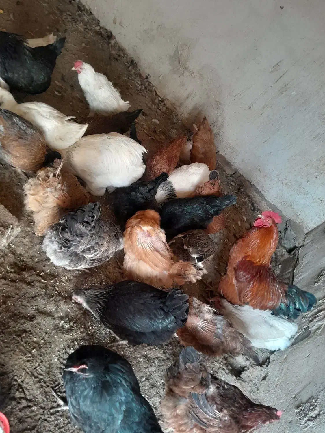 مرغ  محلی|حیوانات مزرعه|شبستر, |دیوار