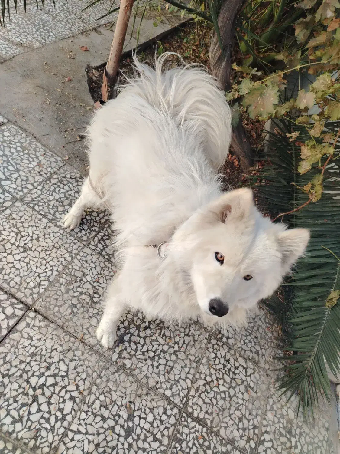 سگ ساموییدماده معاوضه با،|سگ|اصفهان, باغ زیار|دیوار