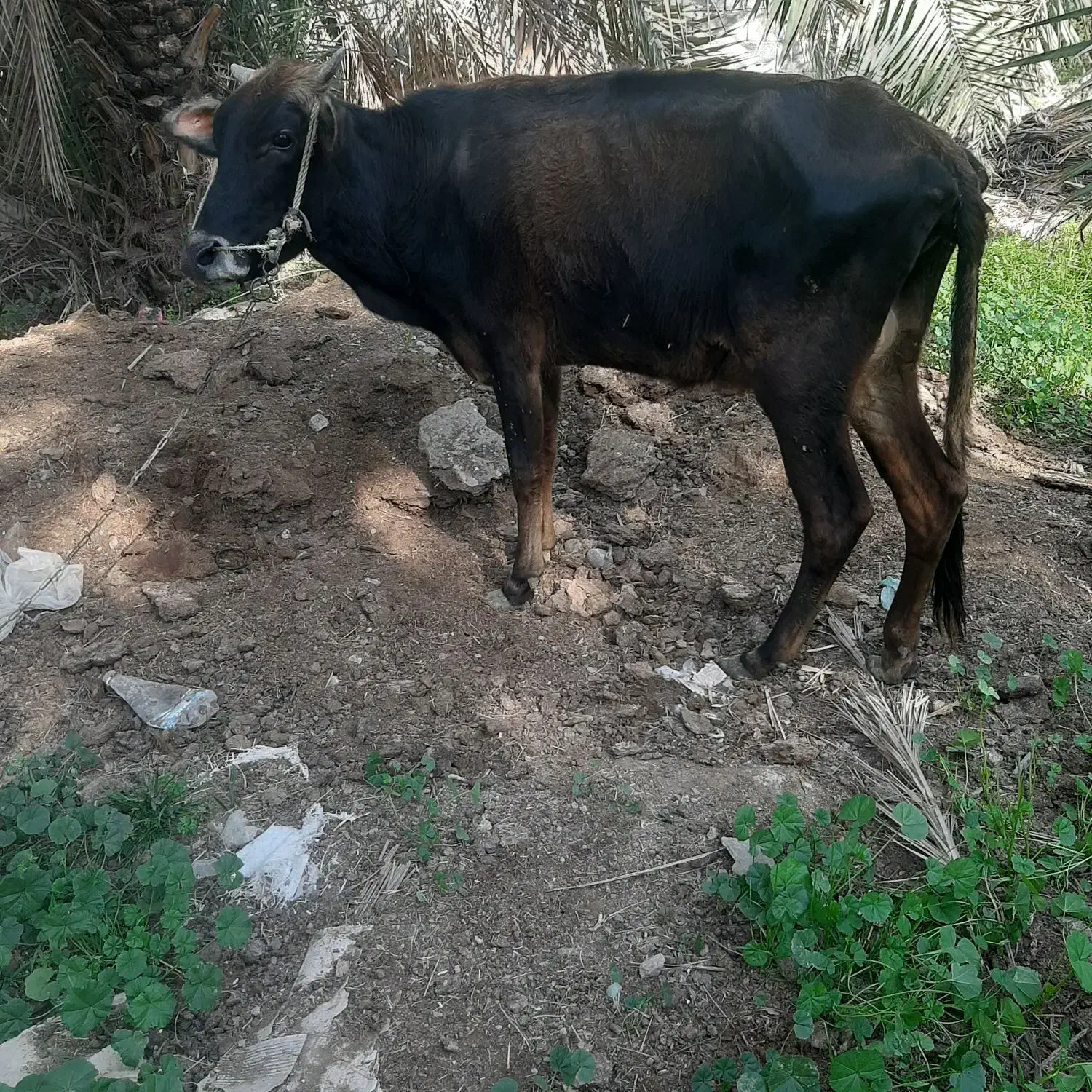 گاو|حیوانات مزرعه|یزد, |دیوار