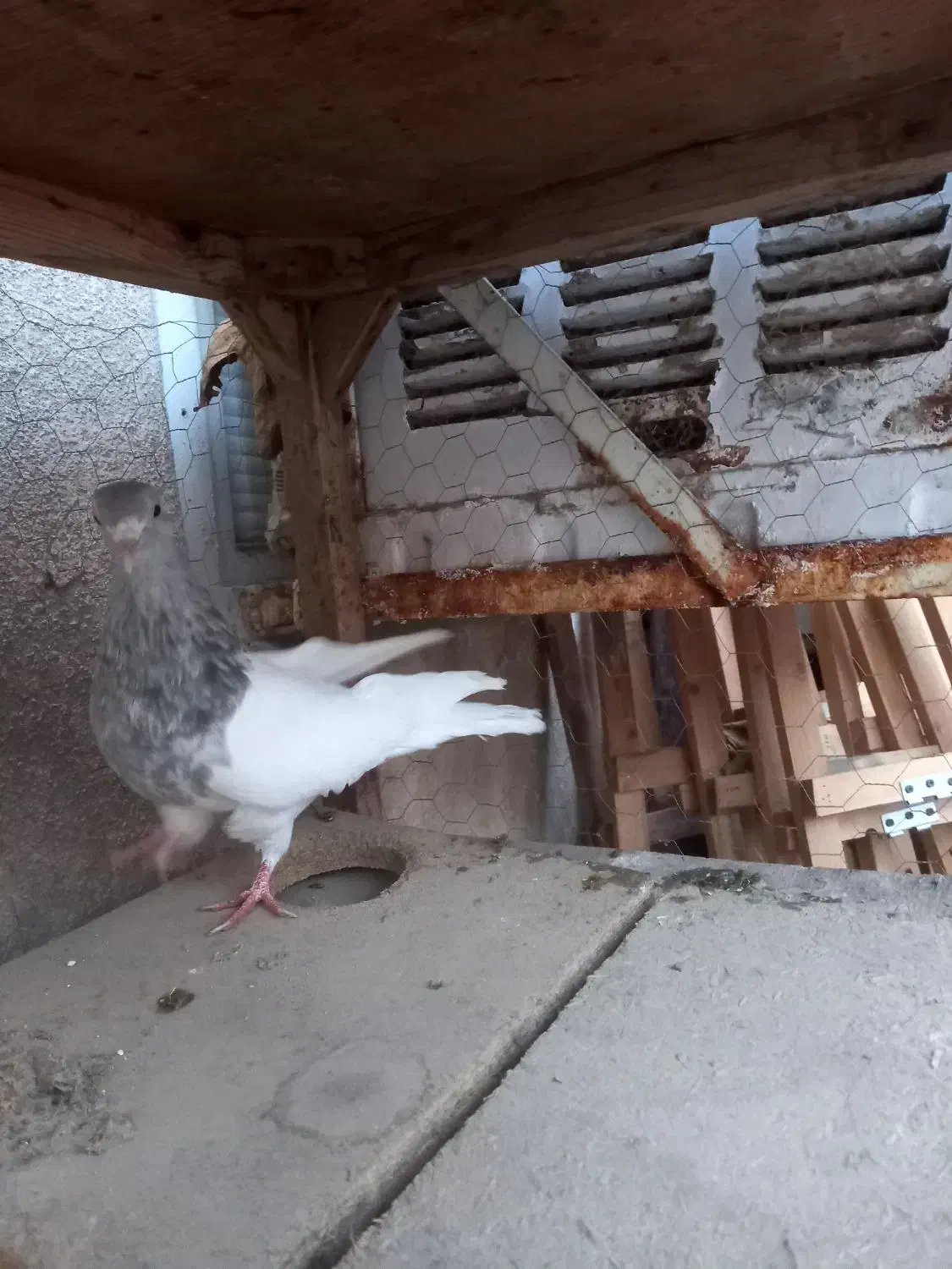 کبوتر کله و دم سفید|پرنده|مشهد, کوشش|دیوار