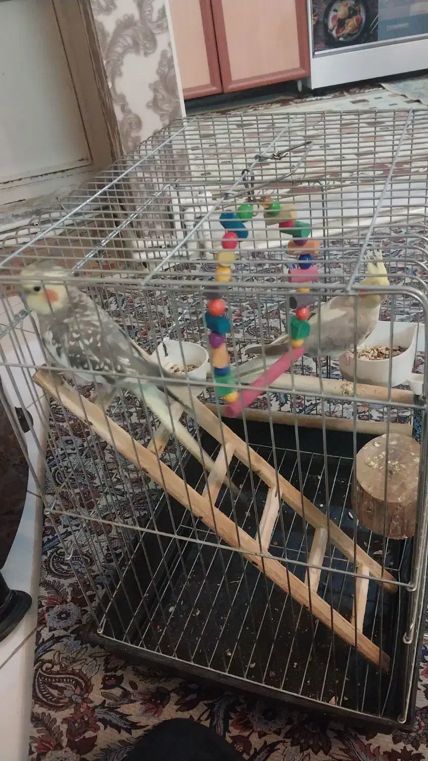 یه جفت عروس هلندی|پرنده|ری, شهرری|دیوار