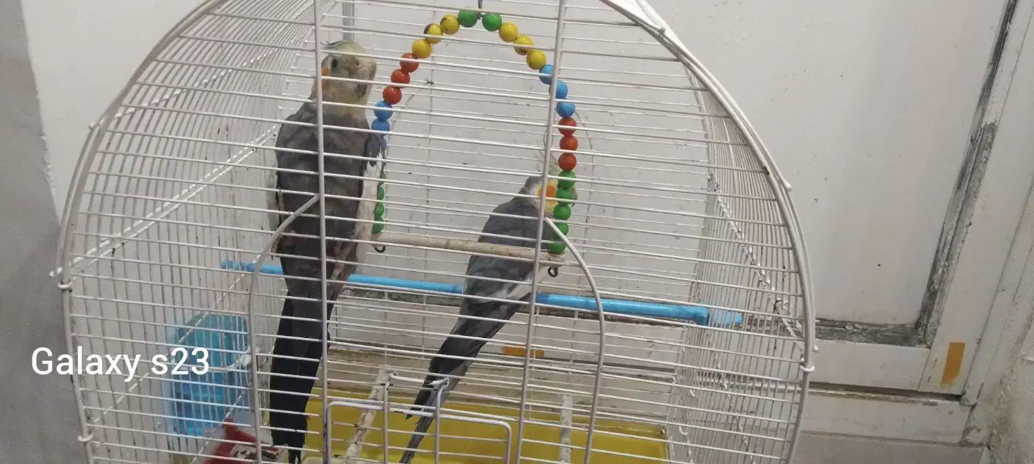 دوتا طوطی عروس نر|پرنده|رشت, سیا اسطلخ|دیوار