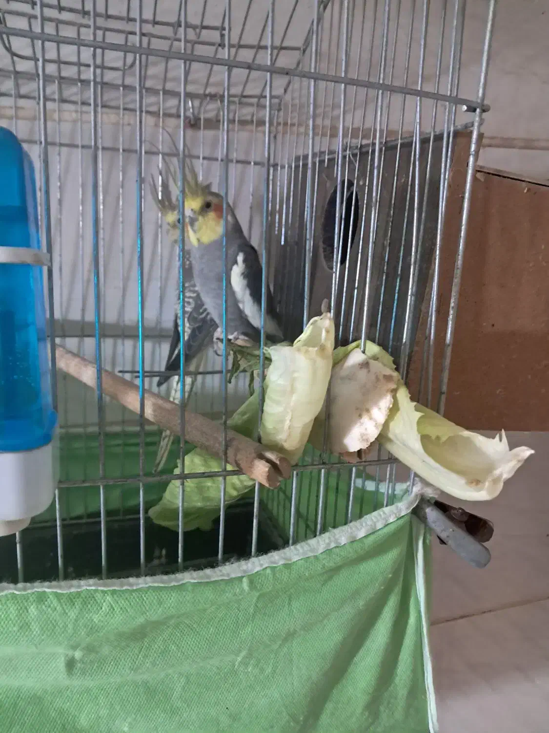 فروش عروس هلندی نر و ماده با قفس|پرنده|محمدیه-قزوین, |دیوار