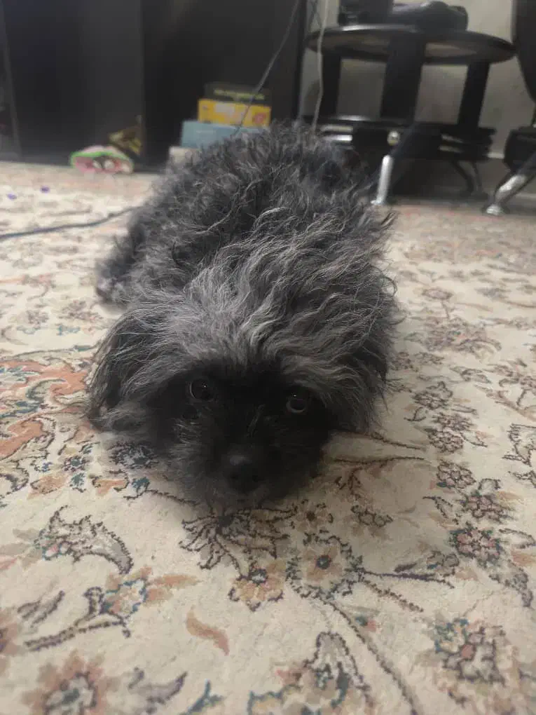 حیوان خانگی|سگ|صدرا-فارس, فاز ۱|دیوار