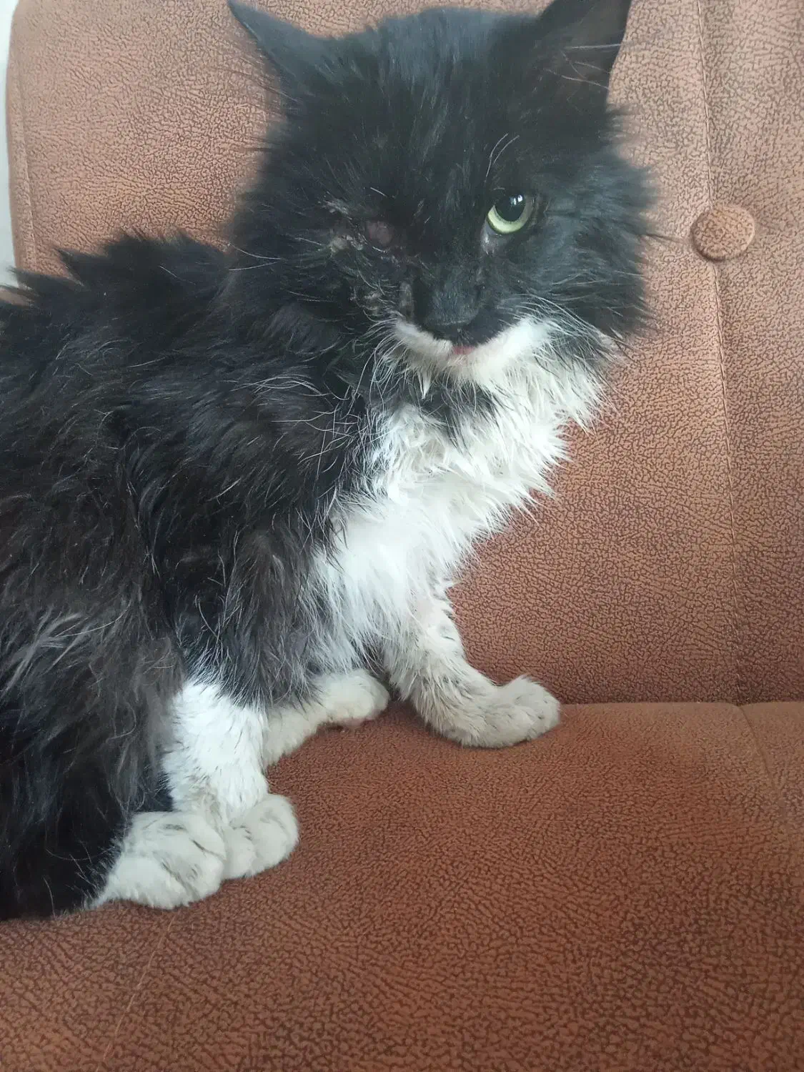 گمشده|حیوانات|مشهد, توس (بلوار توس)|دیوار