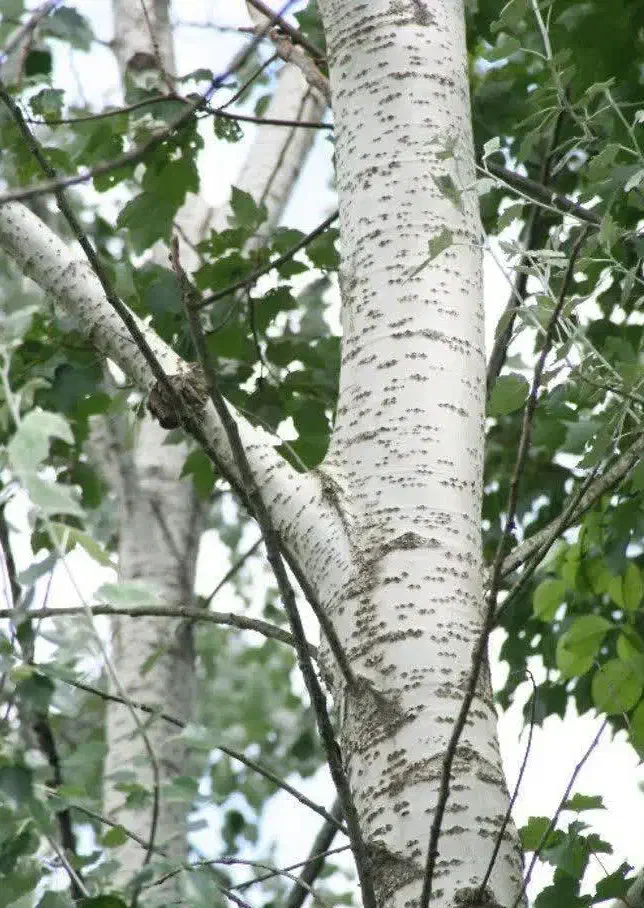 تولید نهال کبوده صنوبر سیاه|خدمات باغبانی و درختکاری|باروق, |دیوار