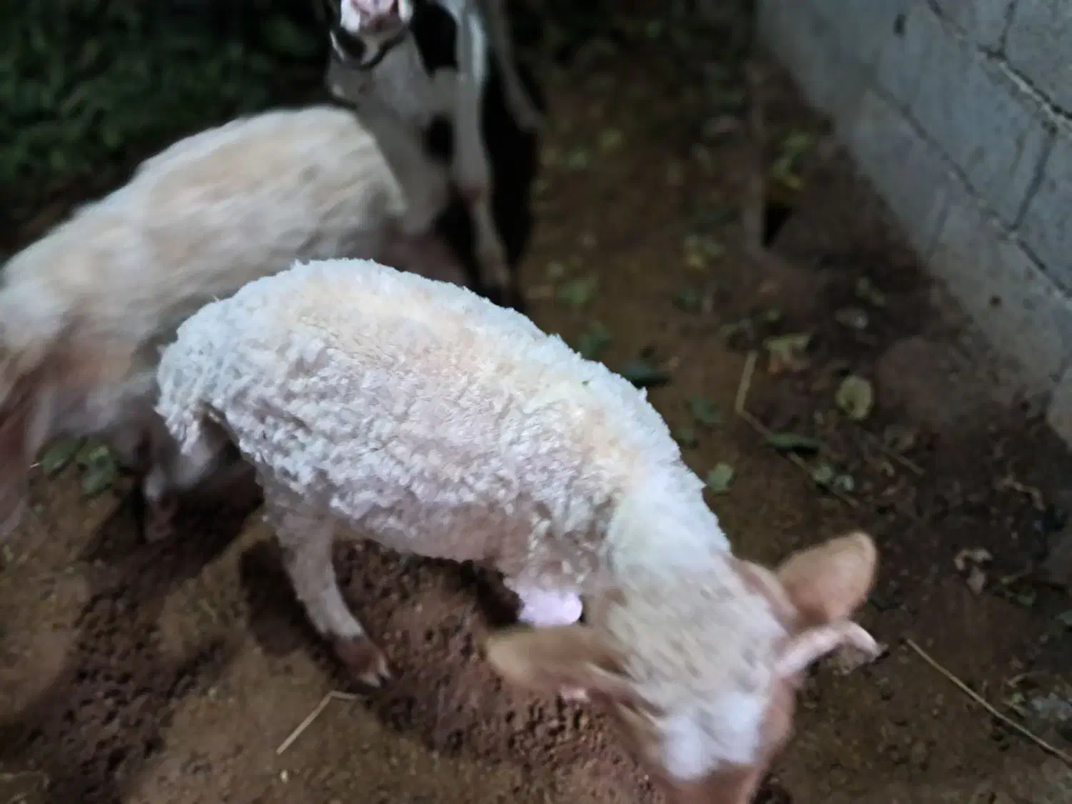 بره نر|حیوانات مزرعه|اسالم, |دیوار