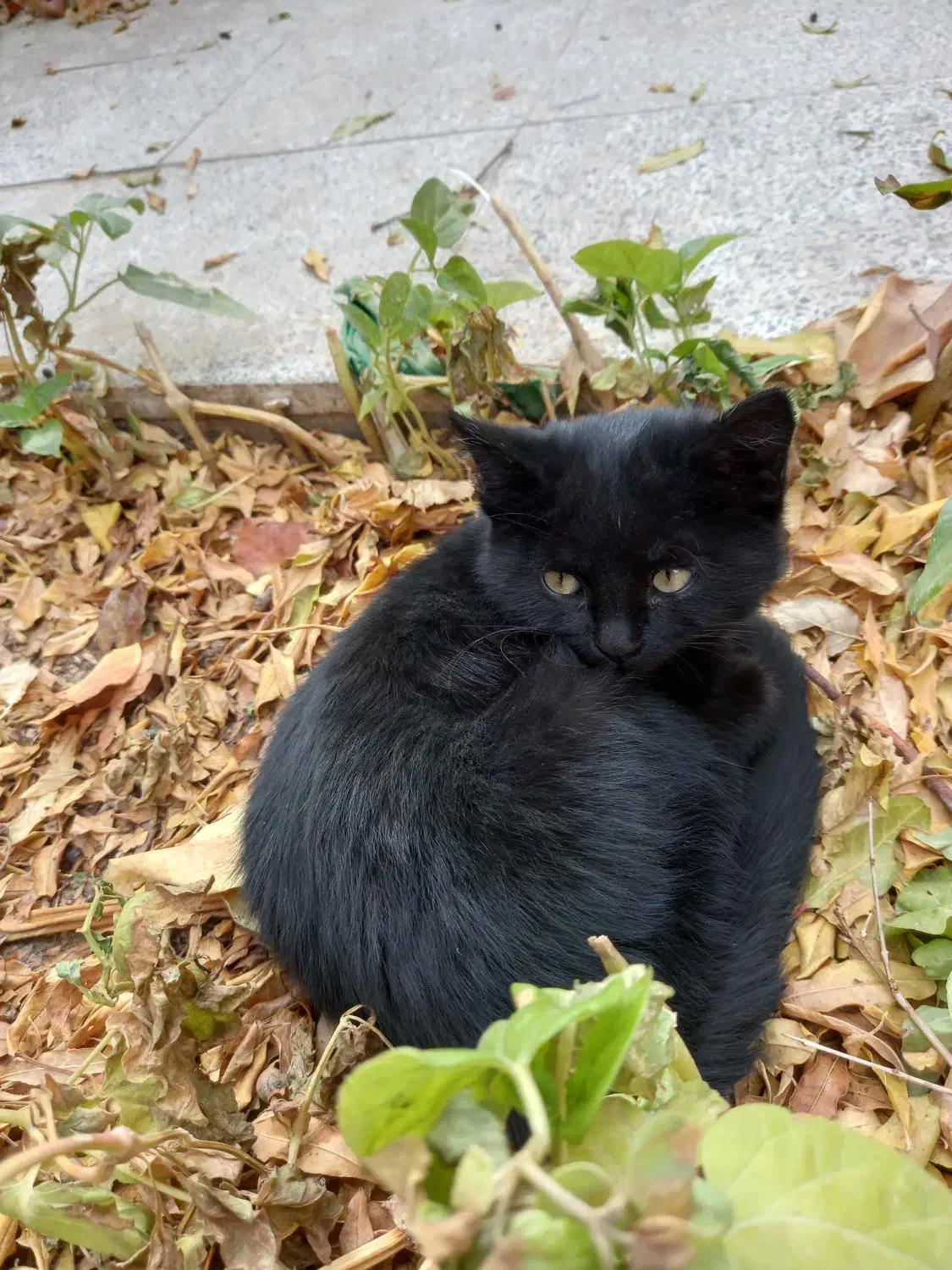 گربه مشکی بامزه وسالم|گربه|مشهد مرغاب, |دیوار