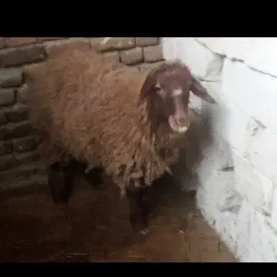 بره ماده|حیوانات مزرعه|اردبیل, |دیوار