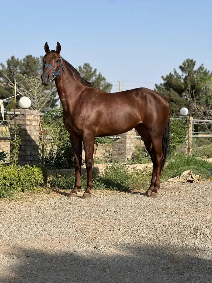 باشگاه سوار کاری|اسب و تجهیزات اسب‌سواری|آبعلی, |دیوار