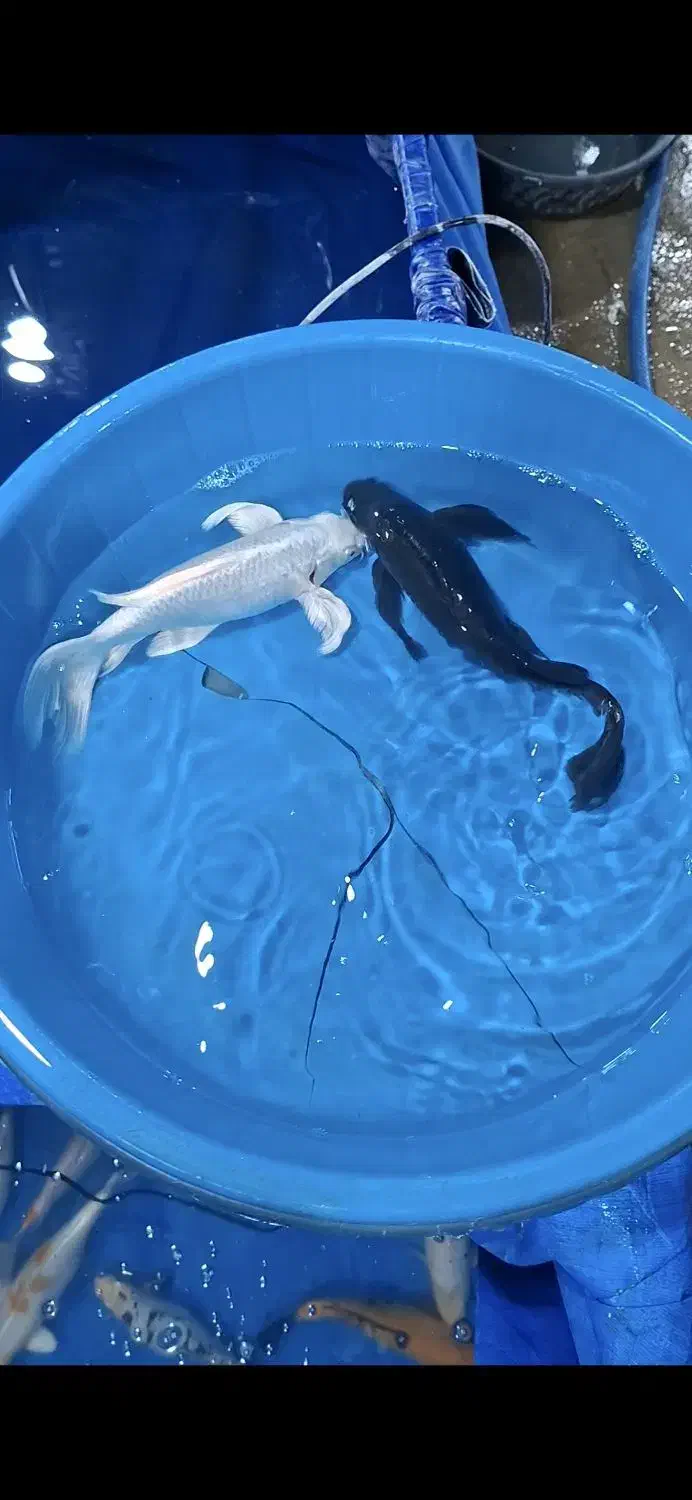 مولد کوی|ماهی|شهرضا, |دیوار