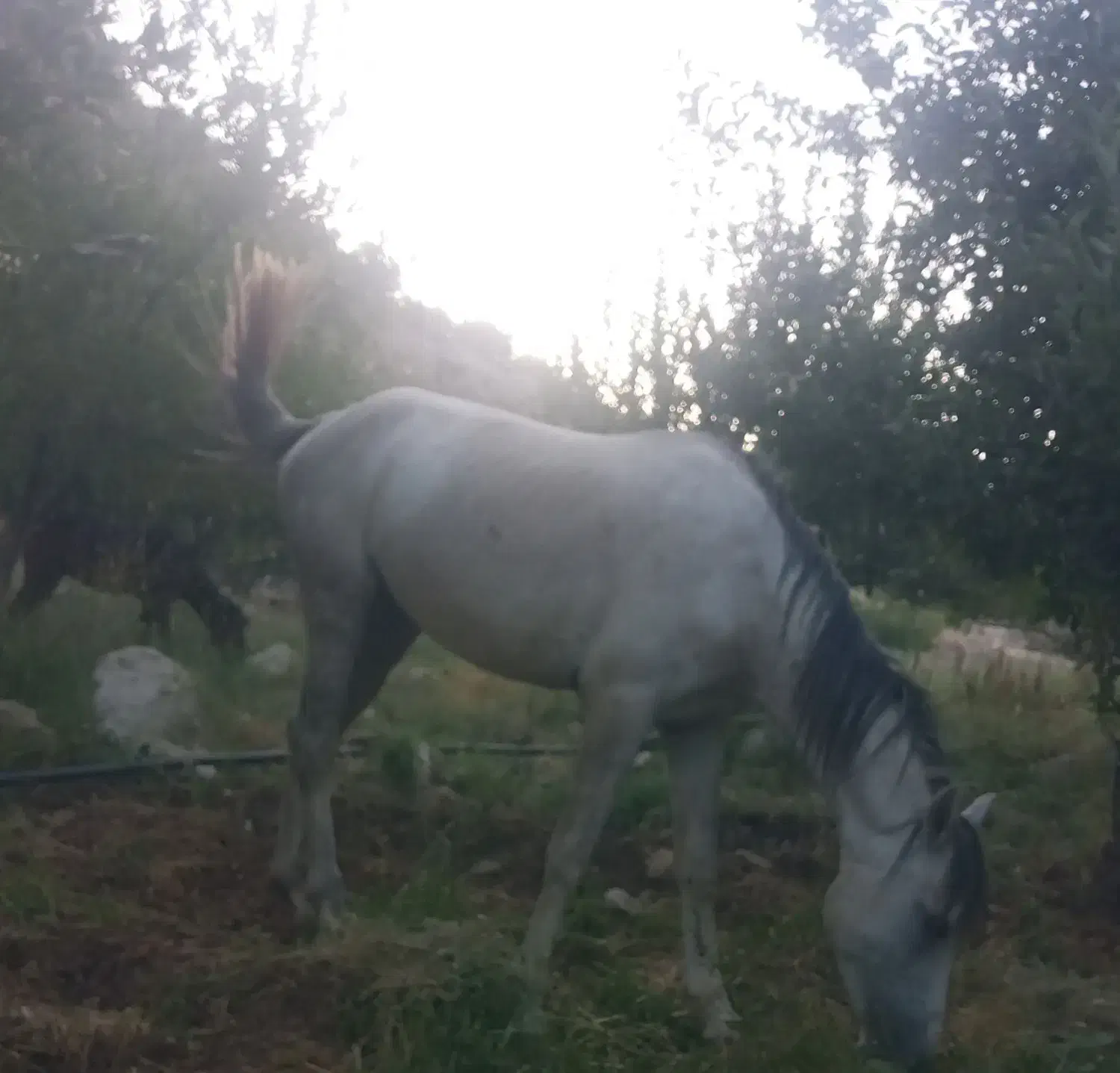 سلام اسب کم شد|حیوانات|لوداب, |دیوار