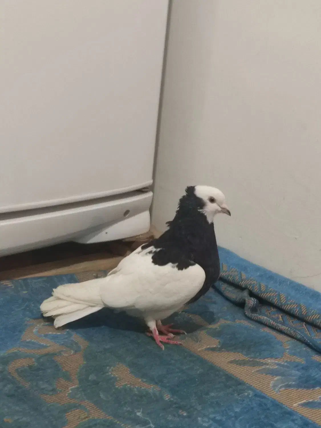 کفتر|پرنده|مشهد, شهرک مهرگان|دیوار