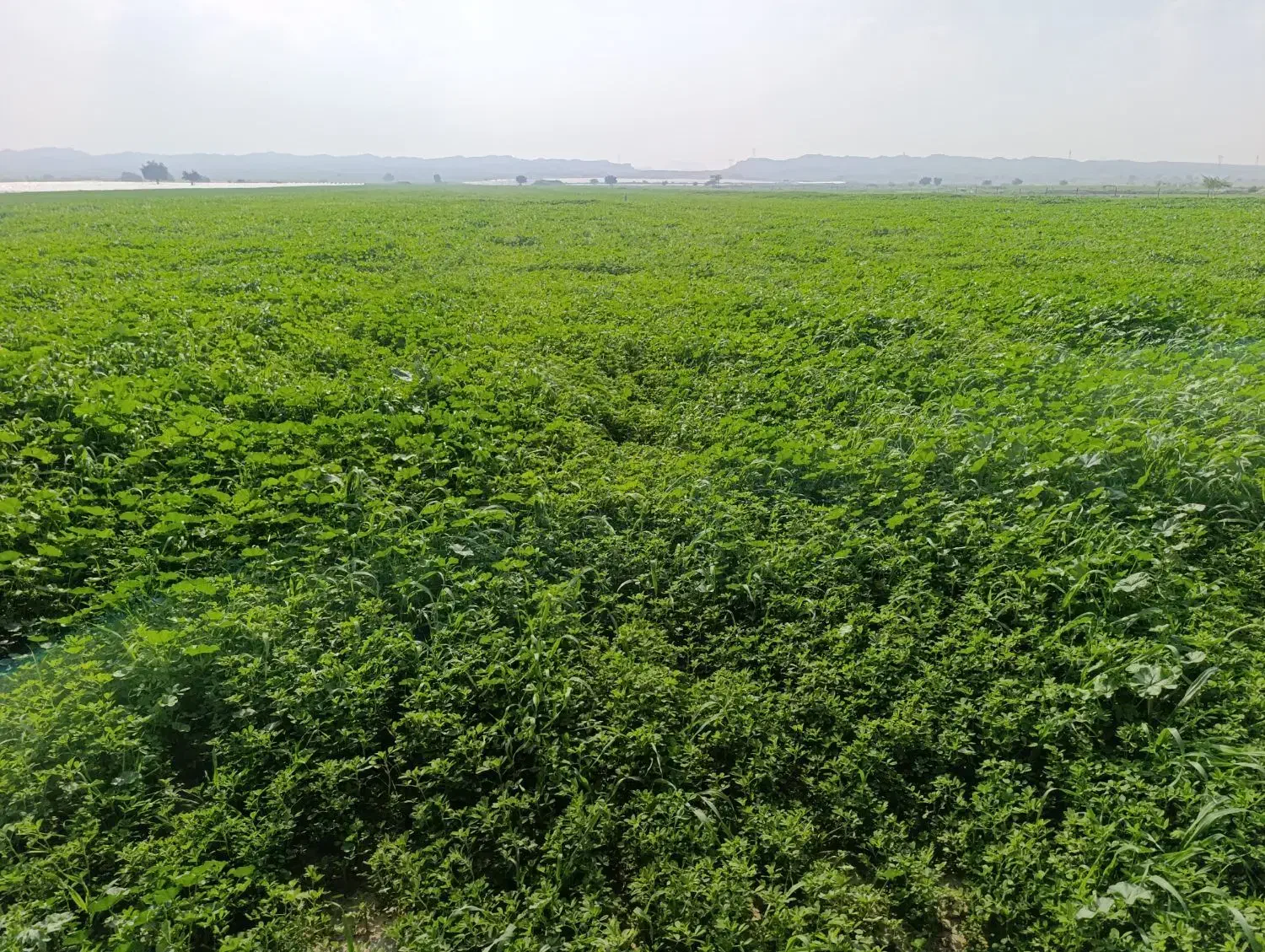 یونجه|خوردنی و آشامیدنی|اهواز, شریعتی جنوبی|دیوار