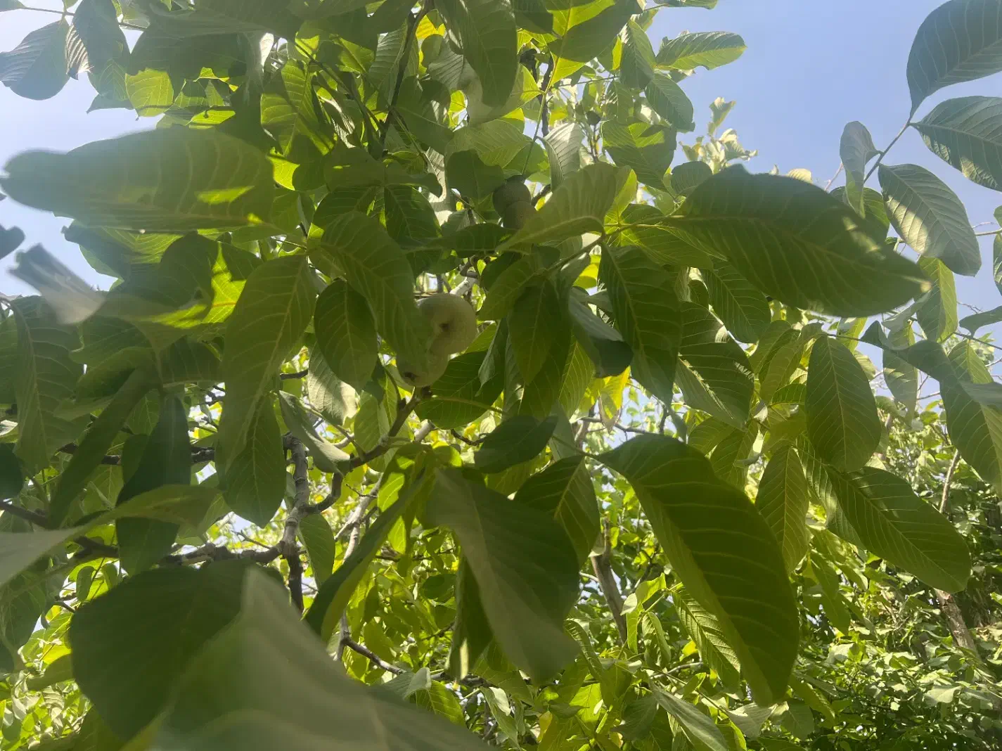 منزل ویلایی در بهترین کوچه شهرک باجگاه هوای خنک|فروش خانه و ویلا|شیراز, شهرک نیایش|دیوار