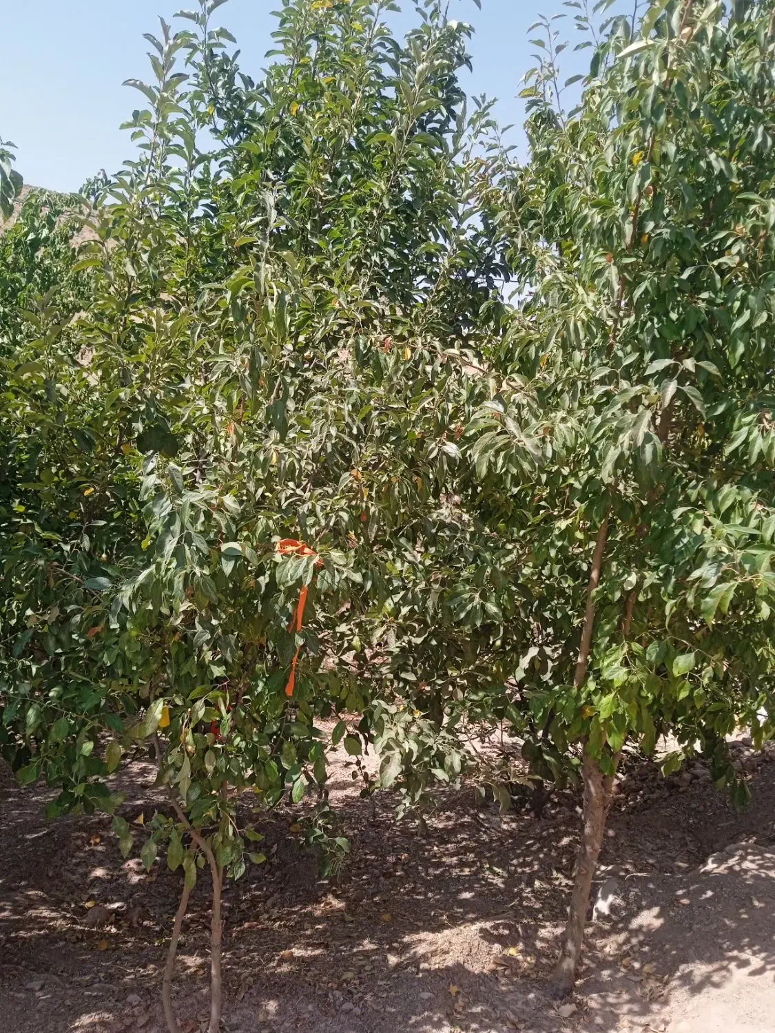 کارگر برا لوبیا چیدن داریم  ۲۰نفریم|خدمات باغبانی و درختکاری|ازنا, |دیوار