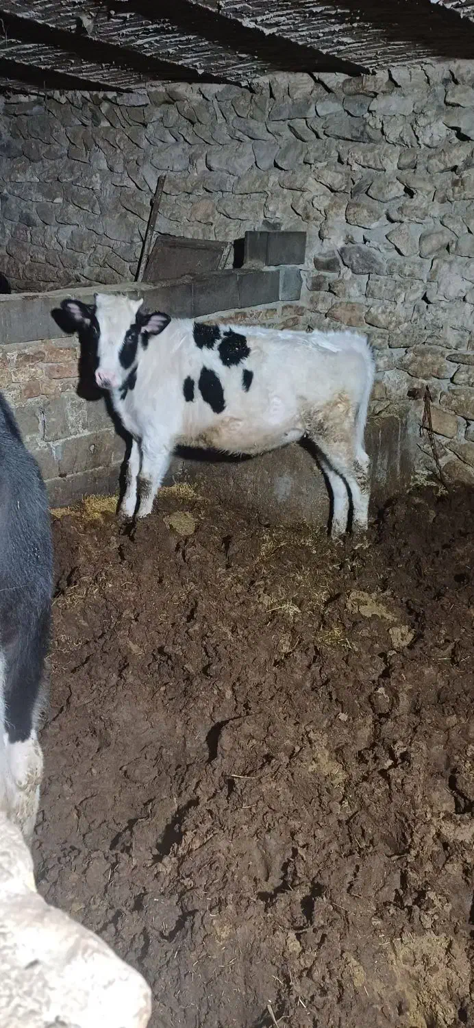 گوساله ماده|حیوانات مزرعه|گل تپه, |دیوار