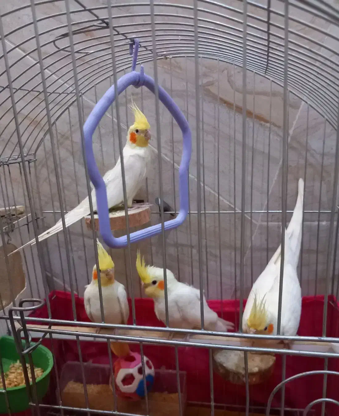 عروس هلندی لوتینو|پرنده|مهریز, |دیوار