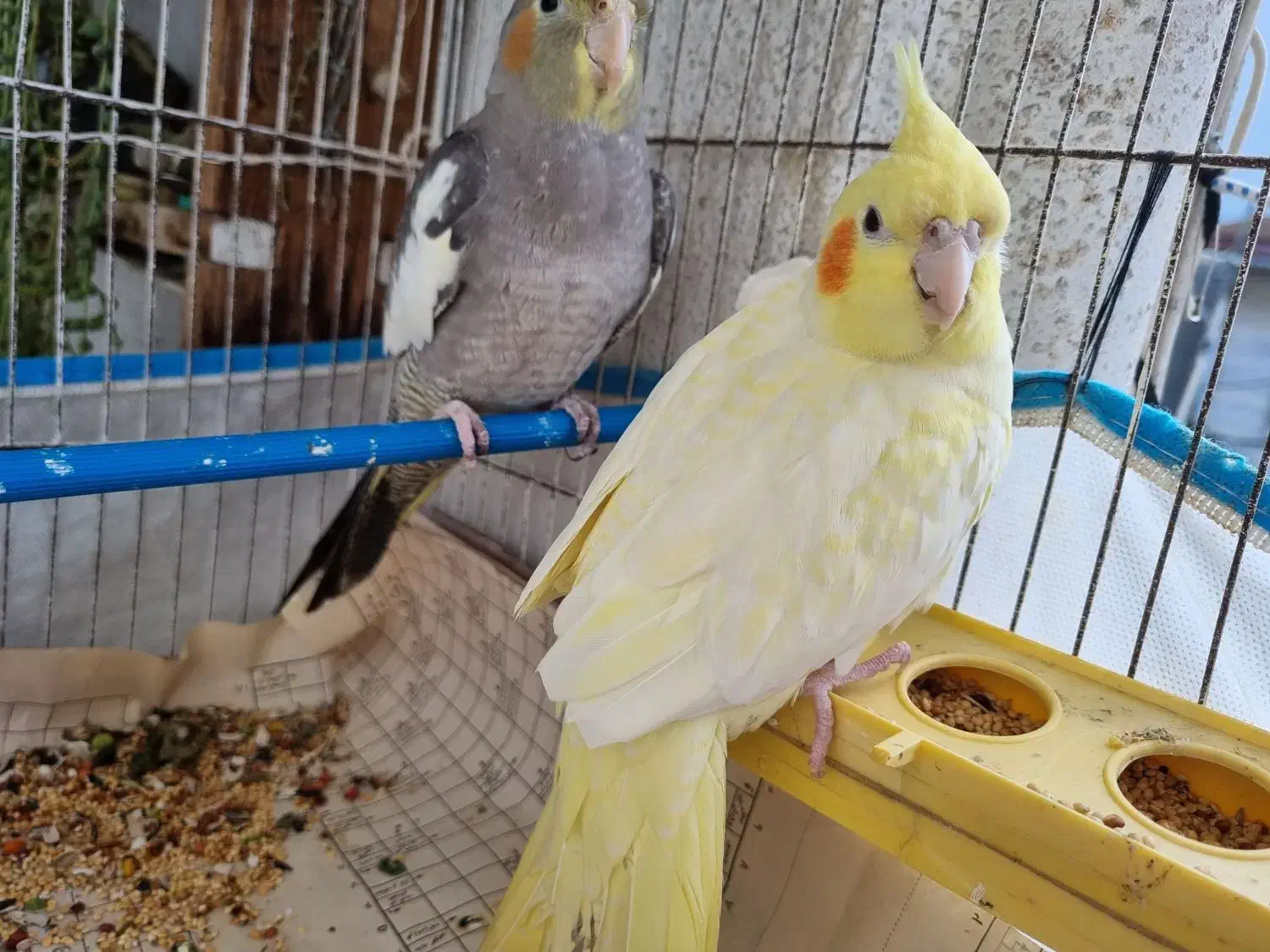 عروس هلندی|پرنده|بندر انزلی, کوی واحدی|دیوار