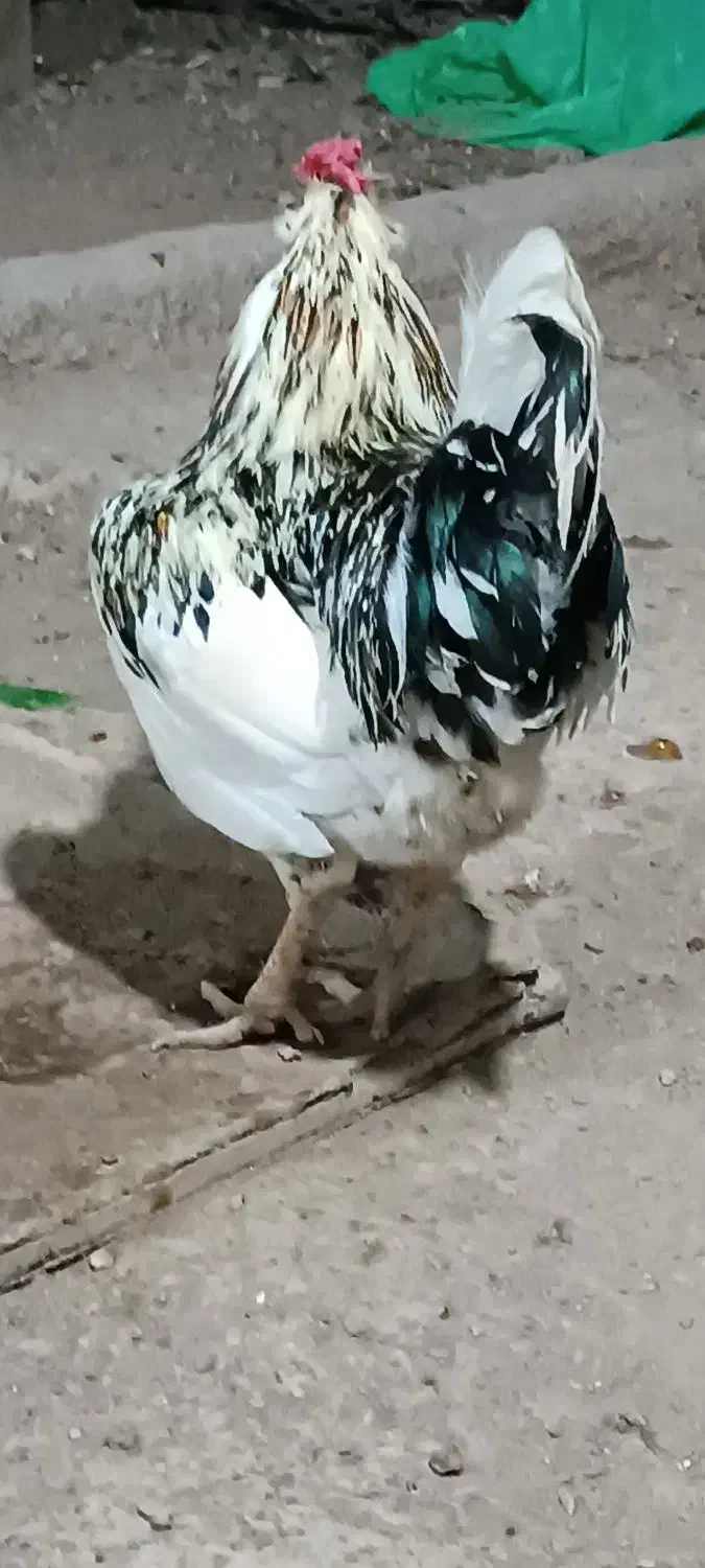 مرغ و خروس گلین|حیوانات مزرعه|اهواز, کوی ابوالفضل|دیوار