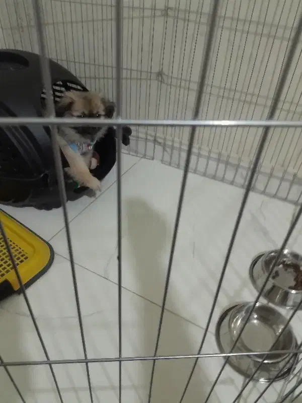 سگ جیبی پودل وپامر|سگ|تهران, خانی آباد نو جنوبی|دیوار