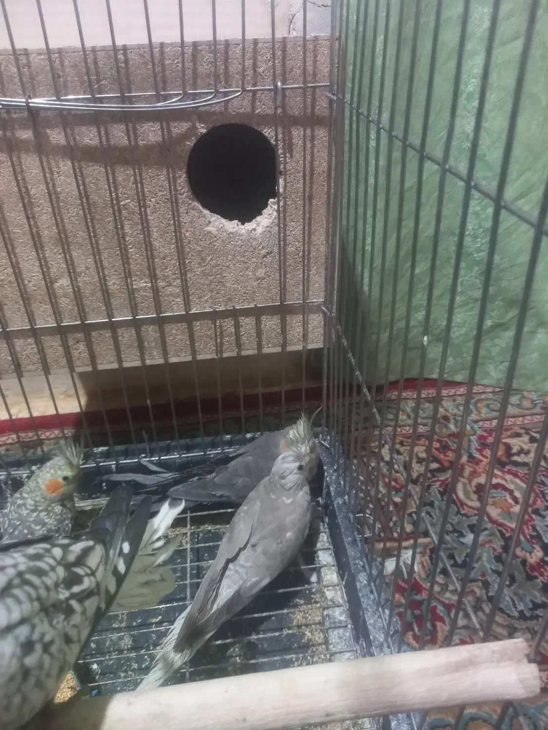 عروس هلندی|پرنده|میبد, |دیوار