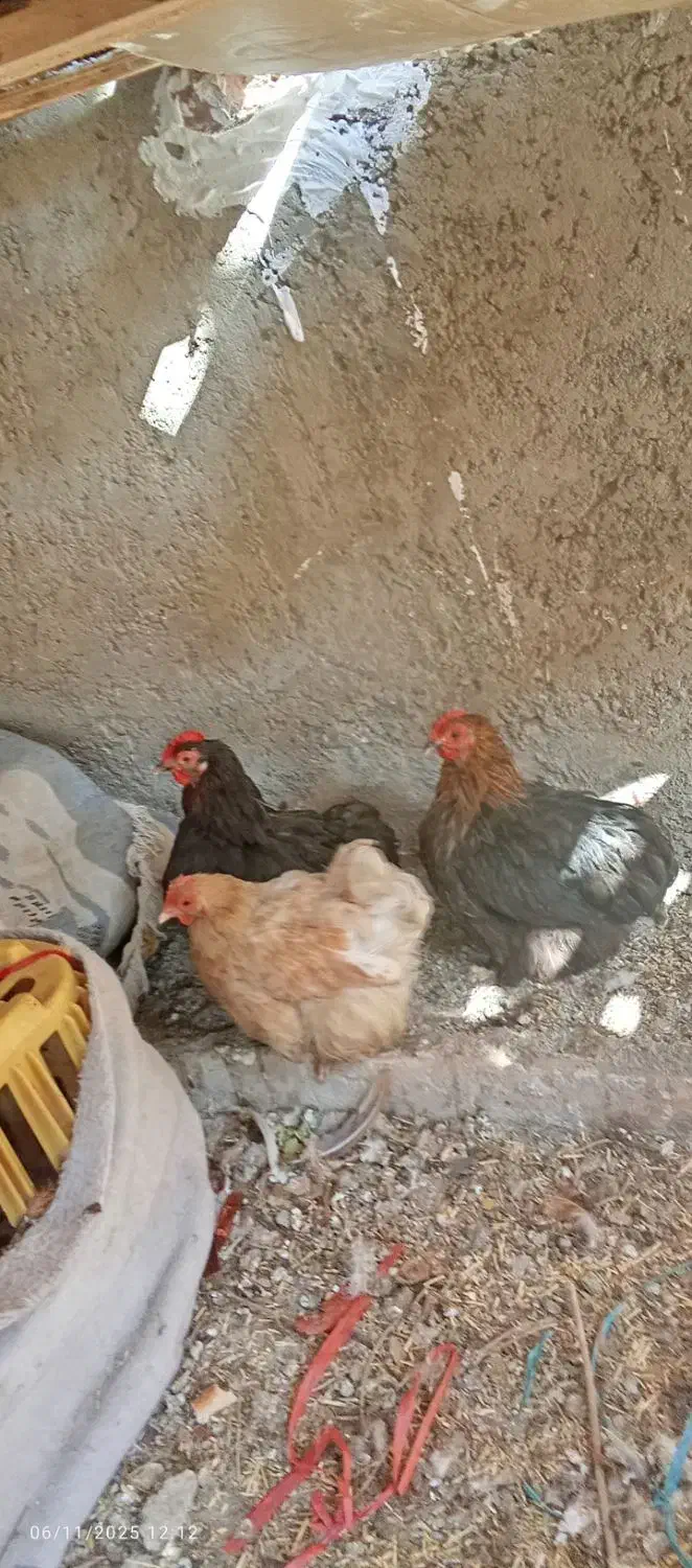 سرگرمی فراغت حیوانات|حیوانات مزرعه|ماهدشت, |دیوار