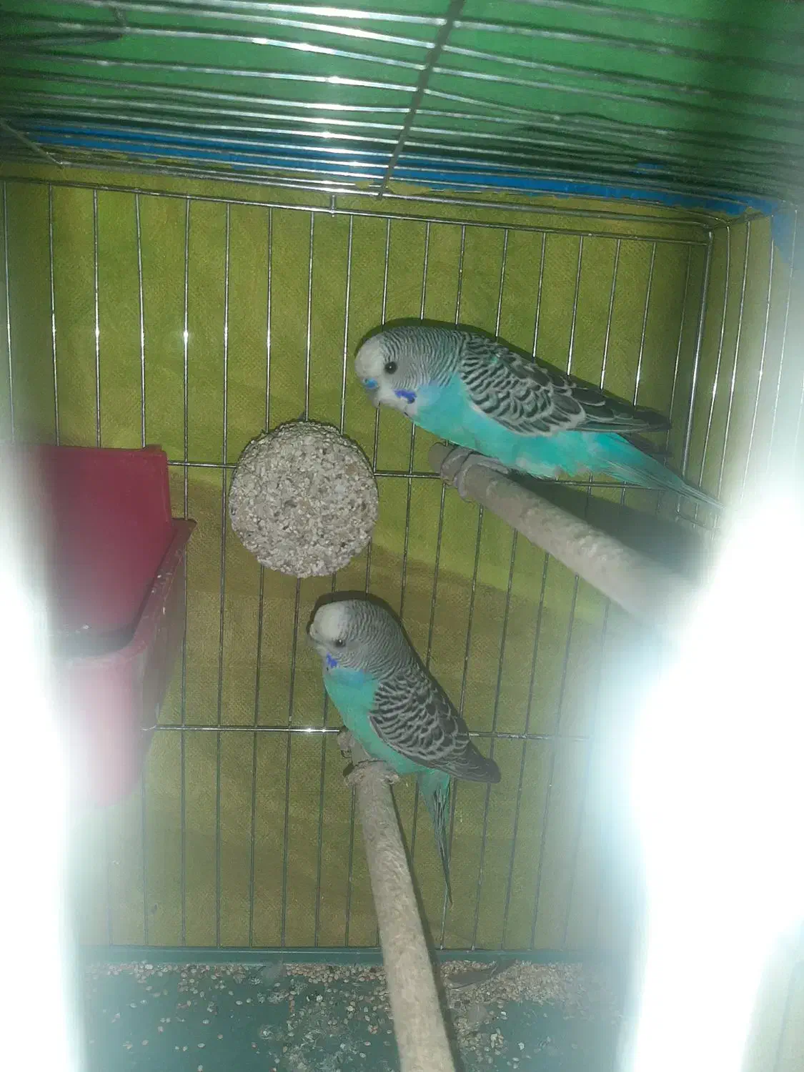 مرغ عشق مولد|پرنده|شوشتر, |دیوار