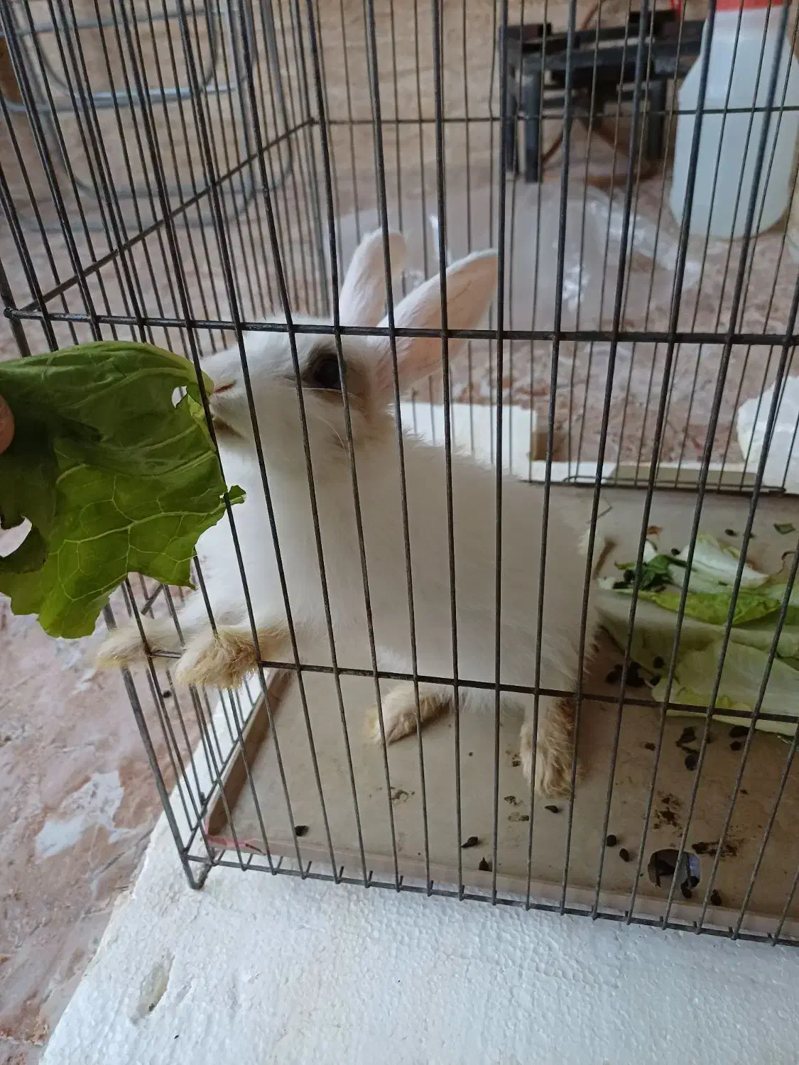 خرگوش  زیبا  و  خانگی|موش و خرگوش|سنندج, |دیوار