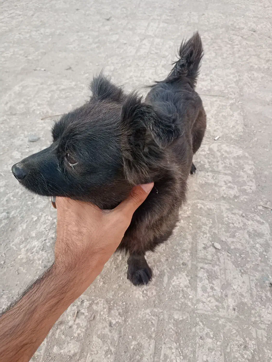 یک جفت سگ پاکوتاه پامر اشپیتز ژاپنی سیاه یک ساله و|سگ|بمپور, |دیوار