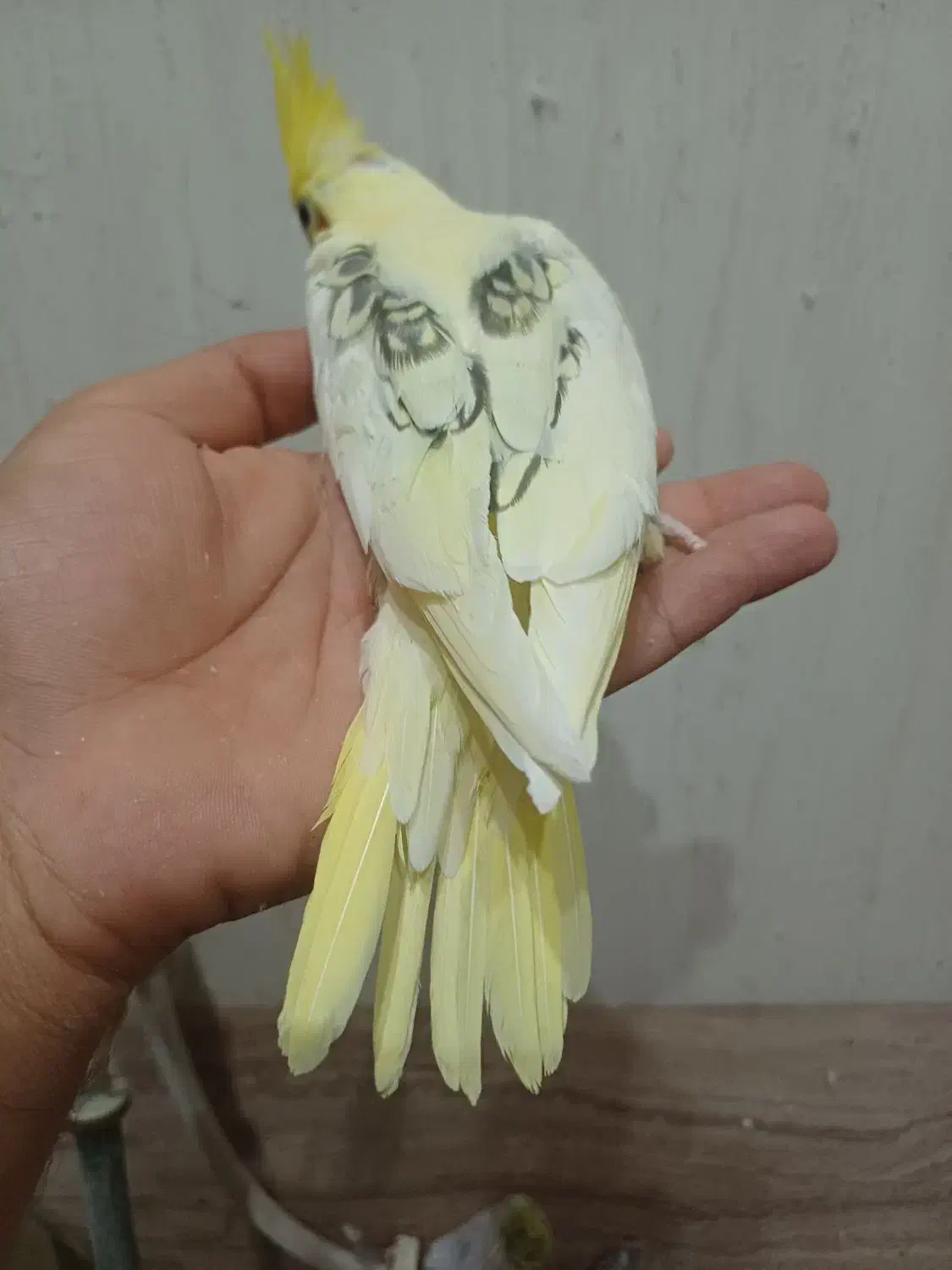 فروش جوجه سرلاکی و نرمه خور عروس|پرنده|لار, |دیوار