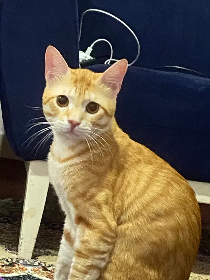 فروش گربه نر|گربه|آمل, |دیوار