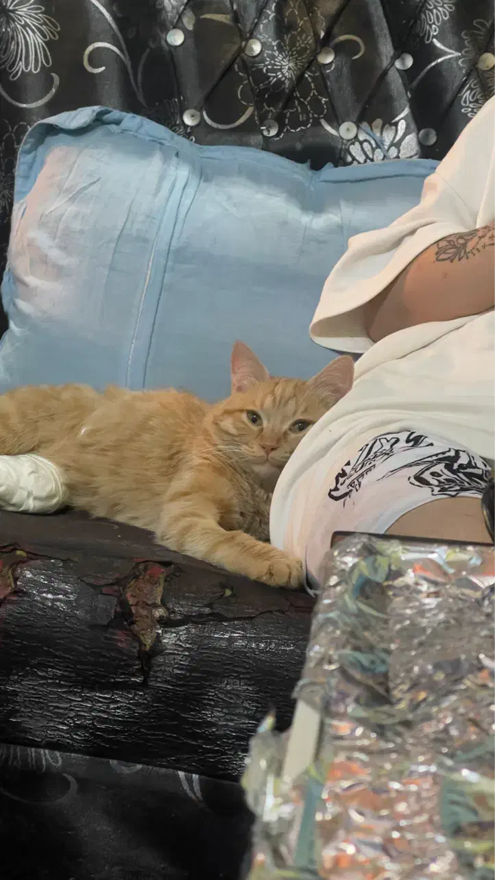 گربه گمشده|حیوانات|کرمان, |دیوار