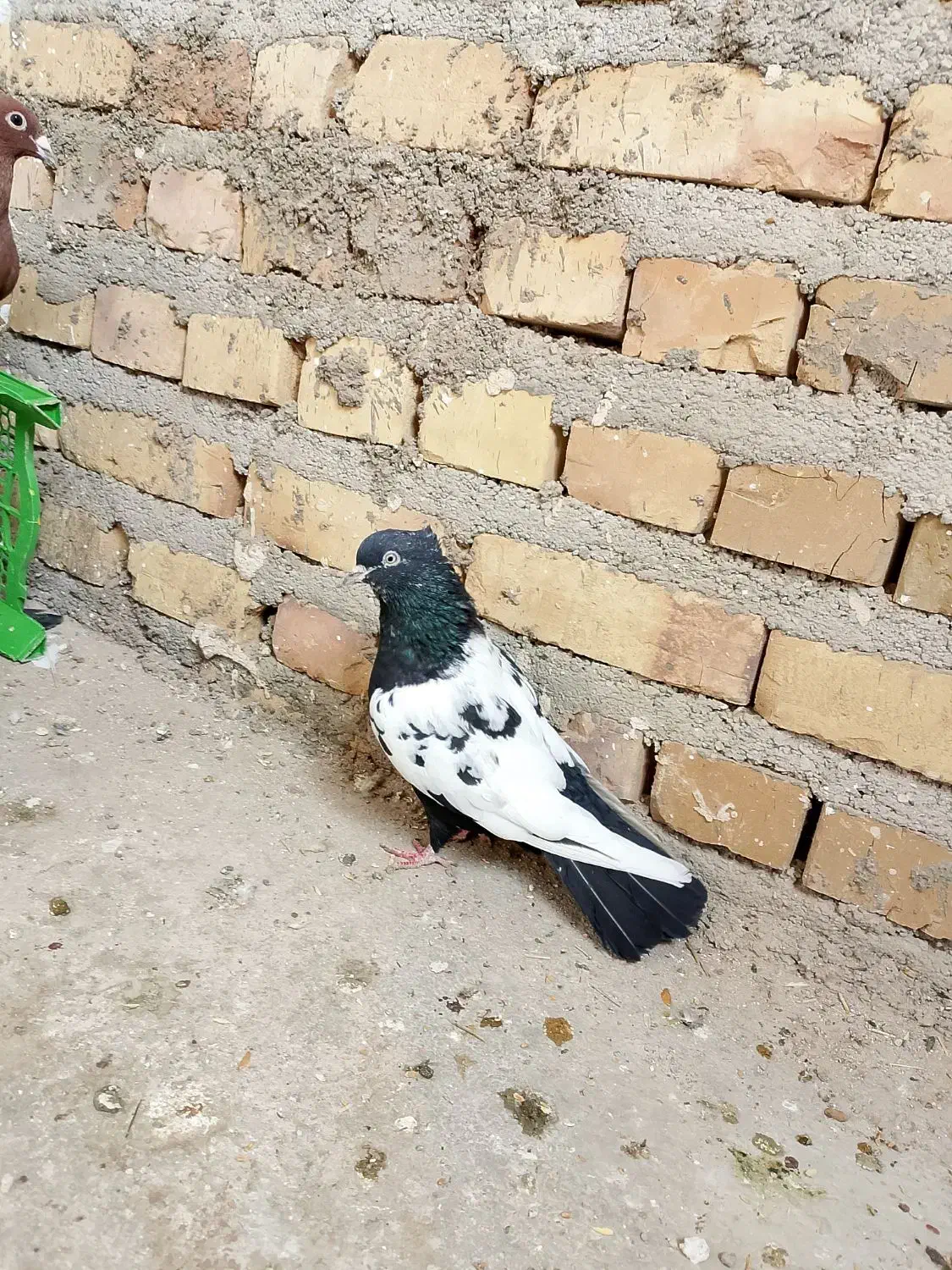 4عدد کفتر|پرنده|تایباد, |دیوار