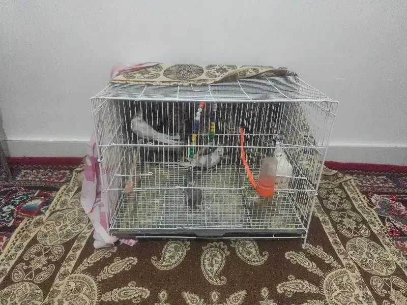 3عدد عروس هلندی|پرنده|قوچان, |دیوار