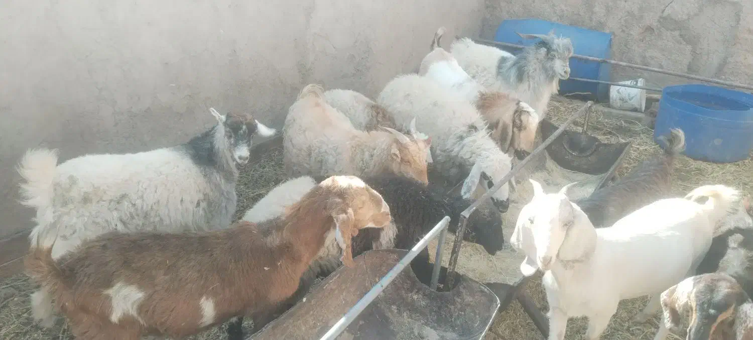 گوسفند فروشی|حیوانات مزرعه|کرمان, |دیوار