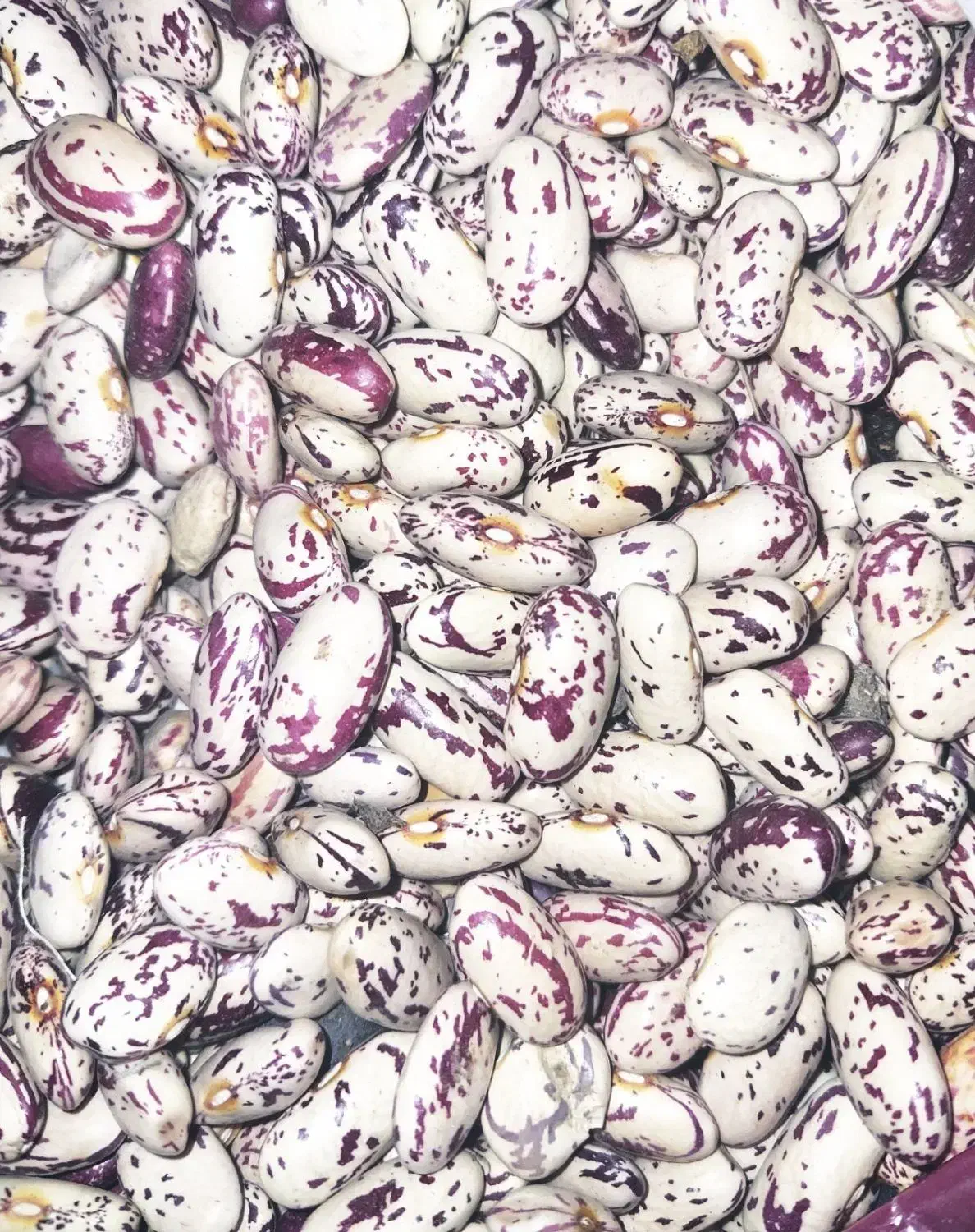 چیتی درشت محصول امسال کشاورز|خوردنی و آشامیدنی|میانه, |دیوار