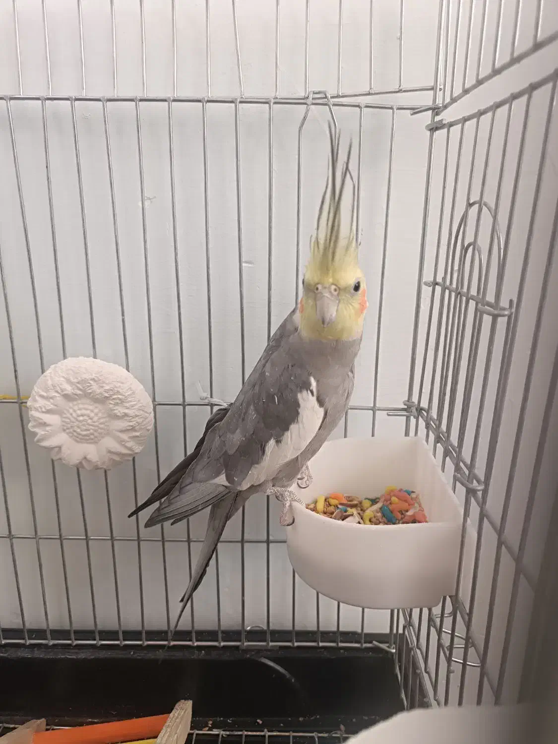 عروس هلندی|پرنده|الیگودرز, |دیوار